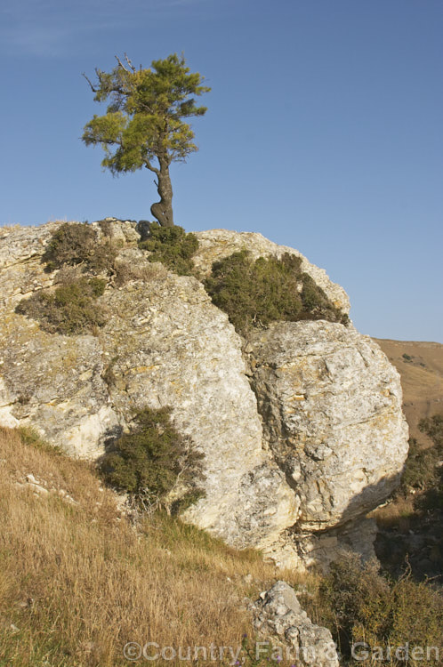 A Kowhai (<i>Sophora microphylla</i>) growing on a limestone outcrop overlooking the Weka. Pass, North Canterbury, New Zealand This is one of two species of briefly deciduous spring-flowering New Zealand trees to share this name. This species also occurs in Chile. sophora-2142htm'>Sophora.
