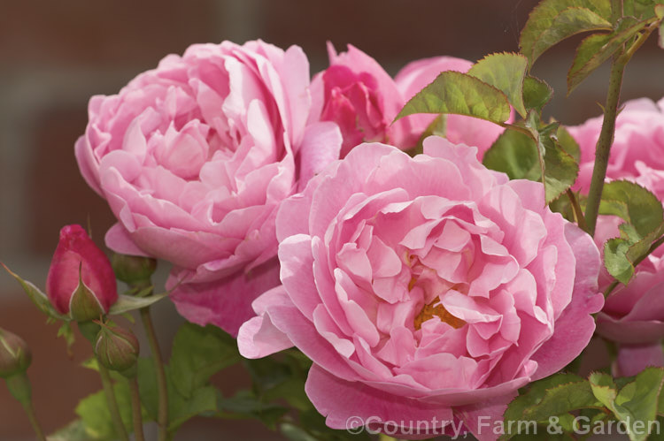 Rosa ''Mary Rose' (seedling x 'The Friar'), a very fragrant. English Shrub rose raised by Austin of England in 1983. It grows to around 15m tall Order: Rosales, Family: Rosaceae