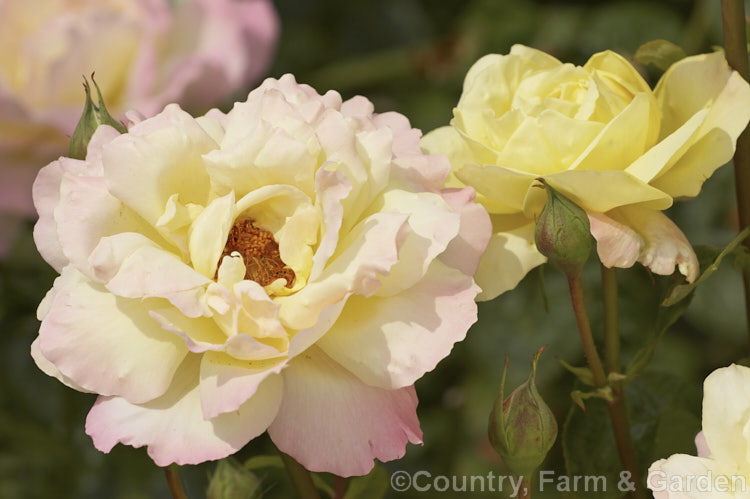 Rosa 'Peace' (syns 'Gioia', 'Gloria. Dei, 'Madame Antoine. Meilland' ['seedling x 'Margaret McGredy']), a Large-flowered (<i>Hybrid Tea</i>) bush raised by Meilland of France and introduced in 1945. The late season flowers, like these, tend to be a lighter shade than the early summer blooms and can be largely yellow. Order: Rosales, Family: Rosaceae