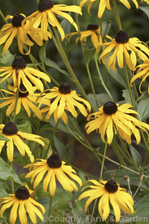 Rudbeckia fulgida var. sullivantii 'Goldsturm', a 60cm high cultivar of a 1m tall, late summer- to autumn-flowering perennial daisy from the eastern United States. rudbeckia-2220htm'>Rudbeckia.
