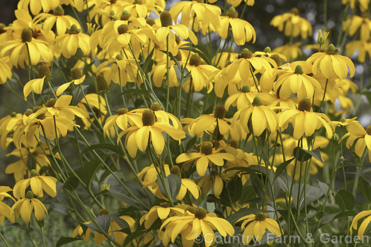 Rudbeckia laciniata, a North American perennial that grows to as much as 3m high. It flowers in late summer and early autumn. rudbeckia-2220htm'>Rudbeckia.