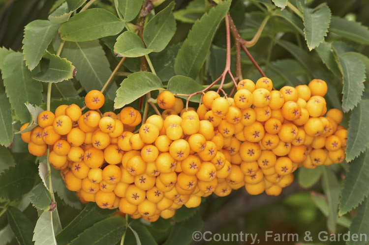 Sorbus aucuparia 'Xanthocarpa', a golden-yellow-berried form of the normally orange-fruited. Rowan or Mountain Ash, a late spring- to early summer-flowering Eurasian deciduous tree. sorbus-2143htm'>Sorbus.