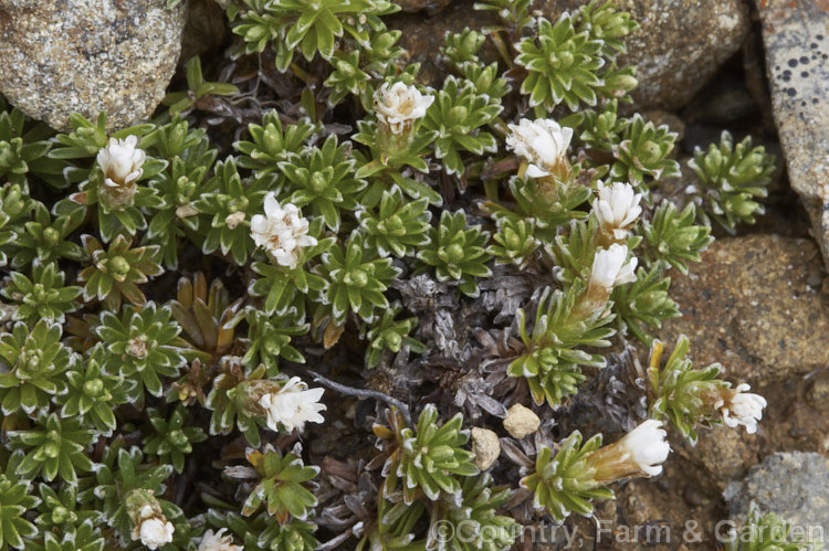 Raoulia subsericea, a creeping, summer-flowering, evergreen perennial found through most of the South Island of New Zealand from 400 to over 1500m altitude