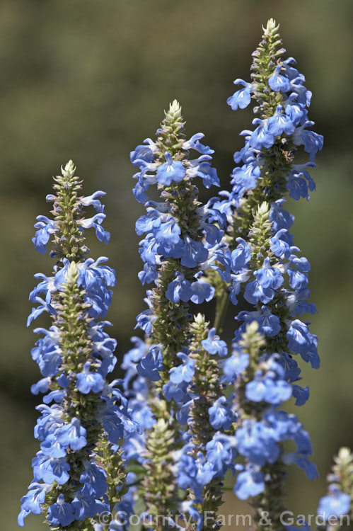 Salvia uliginosa, a vigorous, 2–25m tall, late summer- to autumn-flowering perennial from Brazil, Uruguay and Argentina. It is similar to the smaller, lighter-coloured and earlier flowering Salvia azurea. Order: Lamiales, Family: Lamiaceae