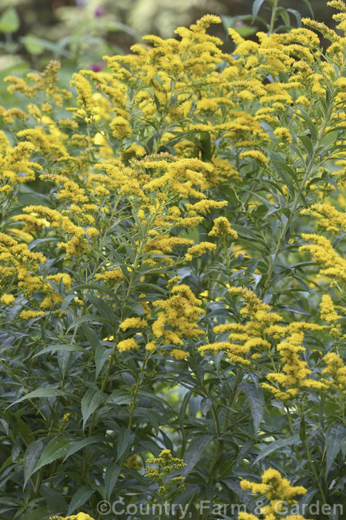 Giant Goldenrod (<i>Solidago gigantea</i>), a late summer- to autumn-flowering. North American perennial that can grow to 25m tall It is similar to the more common. Solidago canadensis, but taller, and is an easily grown plant that often naturalises in temperate areas.