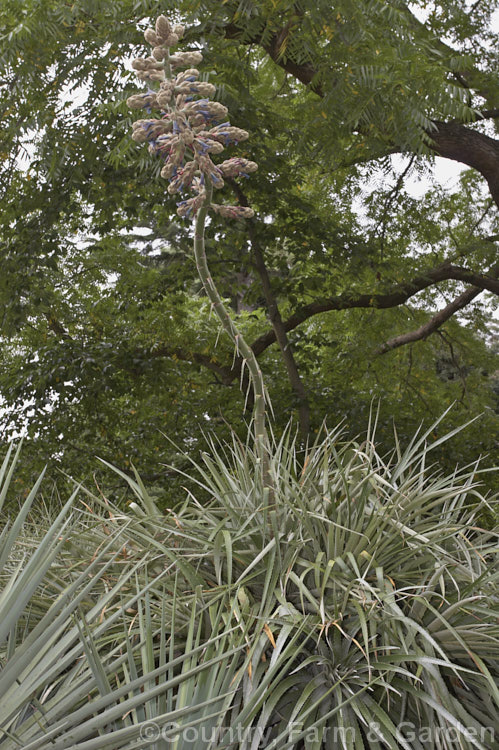 Puya glomerifera, a late summer- to autumn-flowering bromeliad native to northwestern South America. Its flower stems are around 3m tall