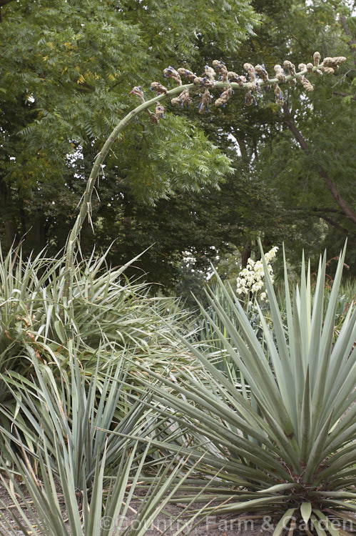 Puya glomerifera, a late summer- to autumn-flowering bromeliad native to northwestern South America. Its flower stems are around 3m tall