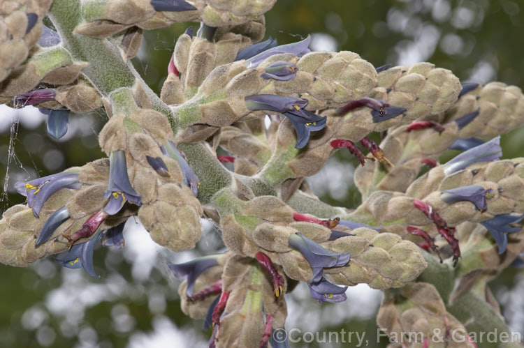 Puya glomerifera, a late summer- to autumn-flowering bromeliad native to northwestern South America. Its flower stems are around 3m tall