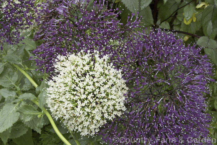 Cultivars of Trachelium caeruleum, a woody-stemmed western and central Mediterranean perennial that is often treated as a summer annual. There are several cultivated forms in shades of mauve-blue, purple and white. trachelium-3361htm'>Trachelium. <a href='campanulaceae-plant-family-photoshtml'>Campanulaceae</a>.