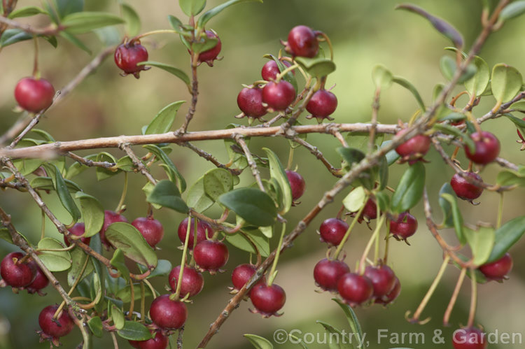 The fruit of theChilean. Guava or Chilean. Cranberry (<i>Ugni molinae [syn. Myrtus ugni]), a spring- to summer-flowering evergreen shrub native to temperate. South America. The creamy pink flowers are followed by edible dark red fruit and the whole plant is aromatic, especially the fruit. ugni-2749htm'>Ugni. .