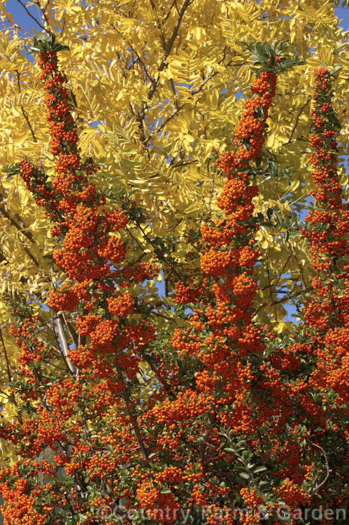 Pyracantha 'Mohave' against a background of Robinia pseudoacacia 'Frisia' autumn foliage. This Pyracantha koidzumii x Pyracantha coccinea 'Wyatt' hybrid has a dense, upright growth habit to 4m high and wide. Its berries are a deep-orange shade and are abundant in good years. It is remarkably resistant to fireblight and its berries often last well into winter