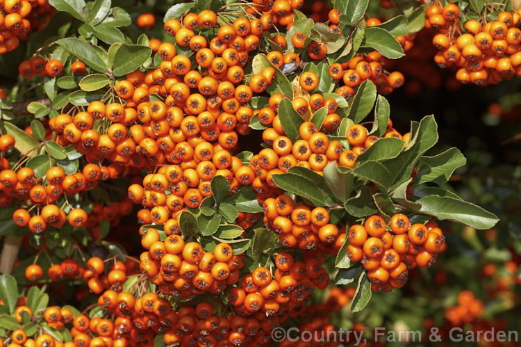 Pyracantha 'Mohave', a Pyracantha koidzumii x Pyracantha coccinea 'Wyatt' hybrid with a dense, upright growth habit up to 4m high and wide. Its berries are a deep-orange shade and are abundant in good years. It is remarkably resistant to fireblight and its berries often last well into winter