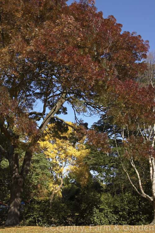 A Claret or Raywood. Ash (<i>Fraxinus angustifolia 'Raywood') with a Common European Ash (<i>Fraxinus excelsior</i>) in the background. The Claret. Ash is a cultivar of a 25m tall tree native to southern Europe and North Africa. The purple-red colour is seen only in autumn. The Common Ash is found naturally over much of Europe, grows to around 40m tall, produces plumes of tiny cream flowers in spring and has yellow autumn foliage. fraxinus-2178htm'>Fraxinus. <a href='oleaceae-plant-family-photoshtml'>Oleaceae</a>.