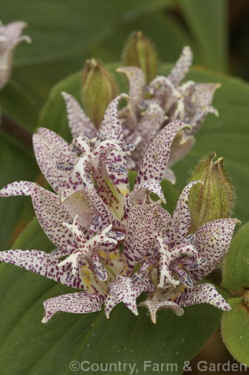 Tricyrtis hirta var. masemunei, a variety of the common Japanese Toad. Lily that differs most noticeably from the species in having large, light green leaves that are only faintly downy. tricyrtis-2303htm'>Tricyrtis. <a href='liliaceae-plant-family-photoshtml'>Liliaceae</a>.