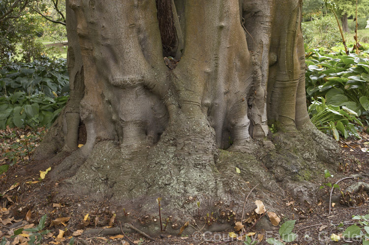 The gnarled base of the trunk of a Canary. Laurel (<i>Laurus azorica</i>), actually several trunks fused together. This evergreen tree from the Azores and Canary Islands is generally similar to the more common. Bay Laurel (<i>Laurus nobilis</i>), though ultimately taller (15m+) and with brighter flowers. It suckers freely. laurus-3066htm'>Laurus. <a href='lauraceae-plant-family-photoshtml'>Lauraceae</a>.