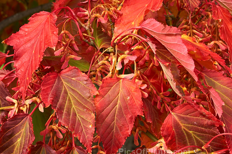 The bright autumn foliage and samara of the Snakebark Maple (<i>Acer davidii</i>), a 15m tall Chinese deciduous tree notable for its grey-green bark, which is heavily overlaid with white and pale grey striping. Order: Sapindales, Family: Sapindaceae