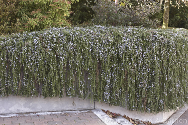 Prostrate Rosemary or Trailing Rosemary (<i>Salvia rosmarinus</i> var. <i>prostrata</i> [syn. <i>Rosmarinus officinalis</i> var. <i>prostrata</i>]), a low, spreading form of a Mediterranean shrub, the flowers and foliage of which are used for fragrance and herbal purposes. Order: Lamiales, Family: Lamiaceae