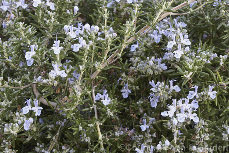 Prostrate Rosemary or Trailing Rosemary (<i>Salvia rosmarinus</i> var. <i>prostrata</i> [syn. <i>Rosmarinus officinalis</i> var. <i>prostrata</i>]), a low, spreading form of a Mediterranean shrub, the flowers and foliage of which are used for fragrance and herbal purposes. Order: Lamiales, Family: Lamiaceae