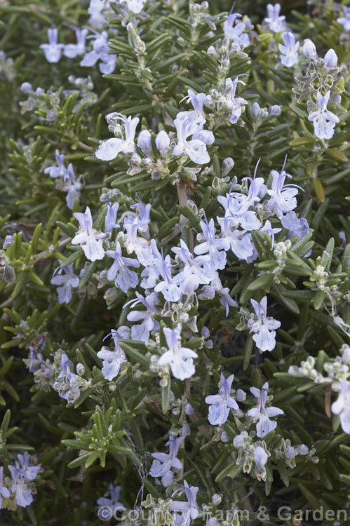 Prostrate Rosemary or Trailing Rosemary (<i>Salvia rosmarinus</i> var. <i>prostrata</i> [syn. <i>Rosmarinus officinalis</i> var. <i>prostrata</i>]), a low, spreading form of a Mediterranean shrub, the flowers and foliage of which are used for fragrance and herbal purposes. Order: Lamiales, Family: Lamiaceae