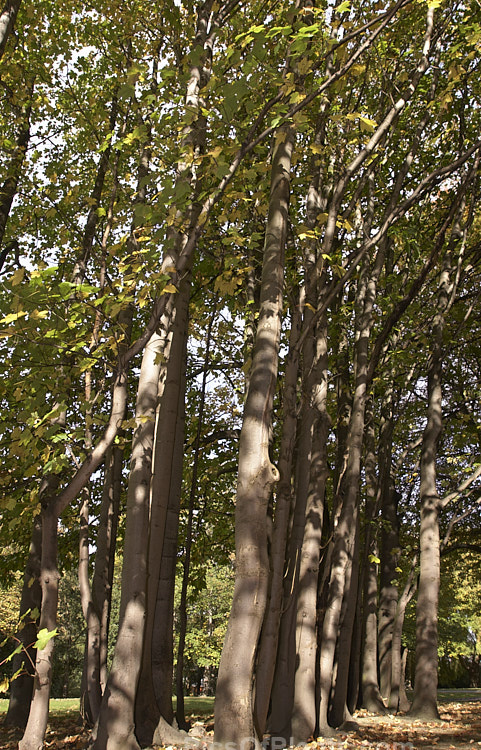 A stand of Box Elders (<i>Acer negundo</i>) in autumn. Widely naturalised worldwide this 20m tall deciduous tree is a native of Central and North America and because it seeds very freely it can become something of a weed. Order: Sapindales, Family: Sapindaceae