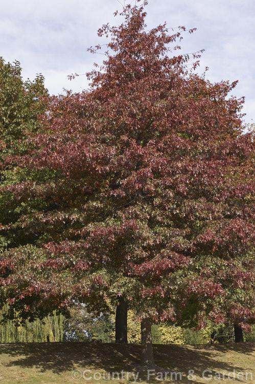 Pin Oak (<i>Quercus palustris</i>), a 20-35m tall deciduous tree native to northeast. North America. This species has a columnar habit and often colours well in autumn, turning deep red. It can be distinguished from the similar. Scarlet Oak (<i>Quercus coccinea</i>), by the small tufts of hairs in the forks of the veins on the undersides of its leaves. Order: Fagales, Family: Fagaceae