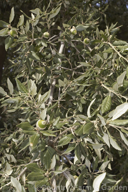 Foliage and acorns of the Holm Oak or Holly-leaved Oak (<i>Quercus ilex</i>), an evergreen oak, 15-25m tall, native to the Mediterranean region. It is among the hardier evergreen oaks
