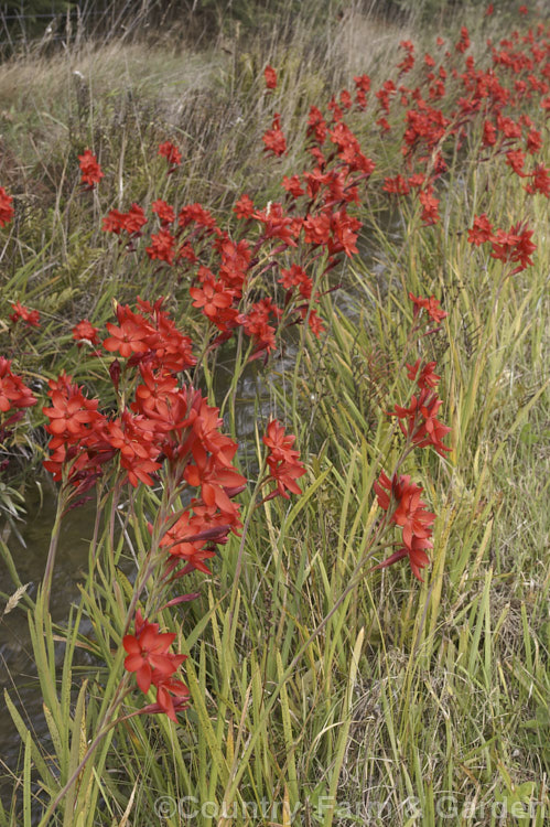 Kaffir. Lily (<i>Schizostylis coccinea</i>), an autumn-flowering southern African bulb that usually occurs in damp places, such as along the banks of watercourses. It has naturalised in farm drainage ditches in parts of New Zealand schizostylis-3292htm'>Schizostylis.