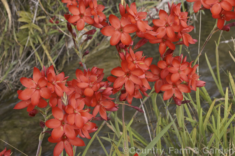 Kaffir. Lily (<i>Schizostylis coccinea</i>), an autumn-flowering southern African bulb that usually occurs in damp places, such as along the banks of watercourses. It has naturalised in farm drainage ditches in parts of New Zealand schizostylis-3292htm'>Schizostylis.