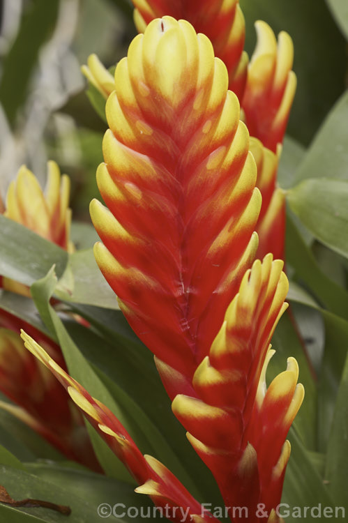 Vriesea 'Tiffany', a hybrid bromeliad with striking vivid floral bracts that mature in late autumn. The true flowers are yellow and relatively short-lived in comparison to the showy heads of bracts. vriesea-2928htm'>Vriesea.