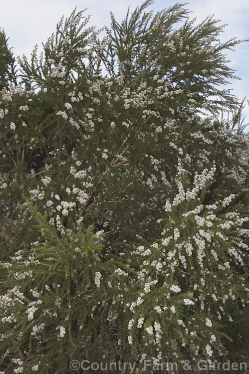 Taxandria juniperina (syn. Agonis juniperina</i>), a popular. Western Australian shrub or small tree often used in floristry. It blooms for a long period for early autumn until well into spring. taxandria-3350htm'>Taxandria. .