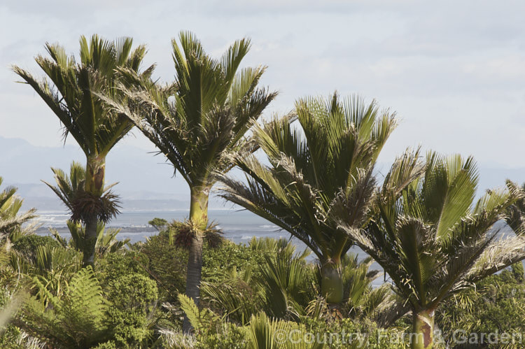 Nikau Palm or Shaving Brush Palm (<i>Rhopalostylis sapida</i>), a New Zealand feather palm also found at 44S in the Chatham Islands, making it the southernmost palm