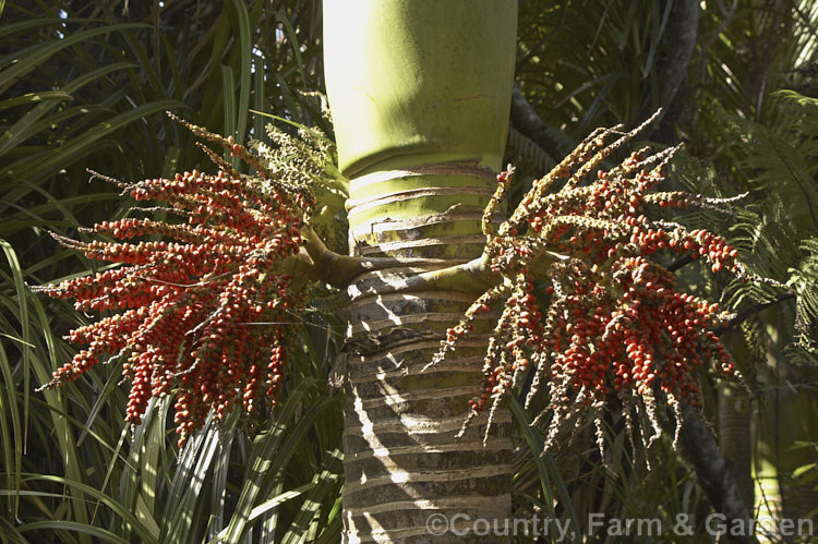The fruiting sprays of the Nikau Palm or Shaving Brush Palm (<i>Rhopalostylis sapida</i>), a New Zealand feather palm also found at 44S in the Chatham Islands, making it the southernmost palm