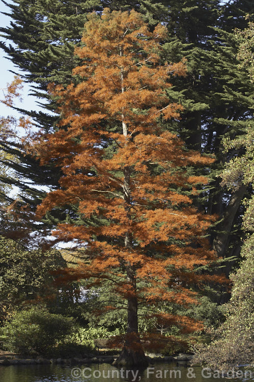 Swamp cypress (<i>Taxodium distichum</i>) in autumn. One of the few deciduous conifers, the Swamp Cypress from the southeastern United States is capable of growing in shallow water because of its 'knees', raised roots that emerge above water level, enabling root zone respiration. taxodium-2129htm'>Taxodium. Order: Pinales, Family: Cupressaceae