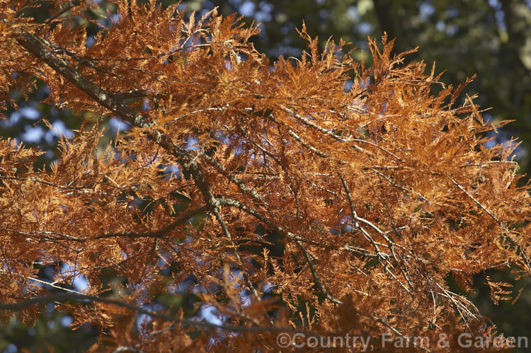 Swamp cypress (<i>Taxodium distichum</i>) in autumn. One of the few deciduous conifers, the Swamp Cypress from the southeastern United States is capable of growing in shallow water because of its 'knees', raised roots that emerge above water level, enabling root zone respiration. taxodium-2129htm'>Taxodium. Order: Pinales, Family: Cupressaceae