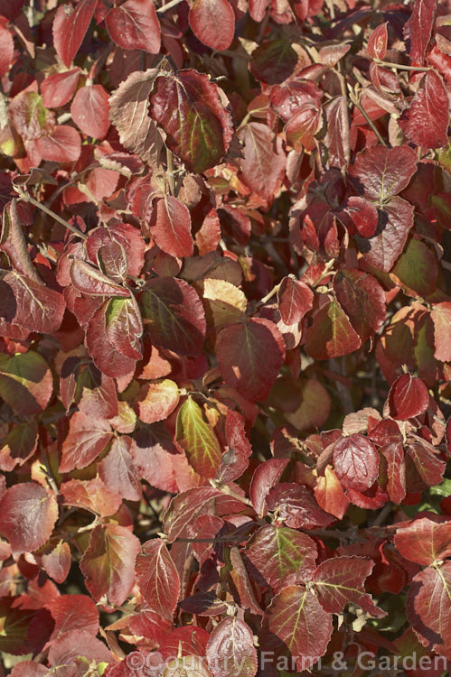 The autumn foliage of Viburnum carlesii 'Aurora', a compact cultivar of a deciduous shrub native to Korea and Japan. It has especially strongly scented spring flowers and bronze-tinted young foliage. viburnum-2081htm'>Viburnum. <a href='adoxaceae-plant-family-photoshtml'>Adoxaceae</a>.