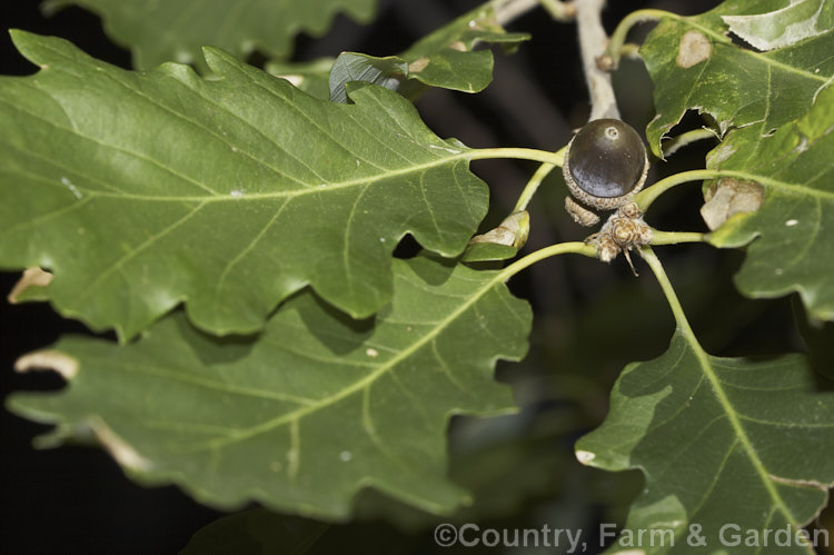 The mature foliage and acorn of the Caucasian Oak or Persian. Oak (<i>Quercus macranthera</i>), a 25-30m tall deciduous tree native to the Caucasus and northern Iran. It does not lose its foliage until the first hard frosts and develops little or no autumn colour. Order: Fagales, Family: Fagaceae
