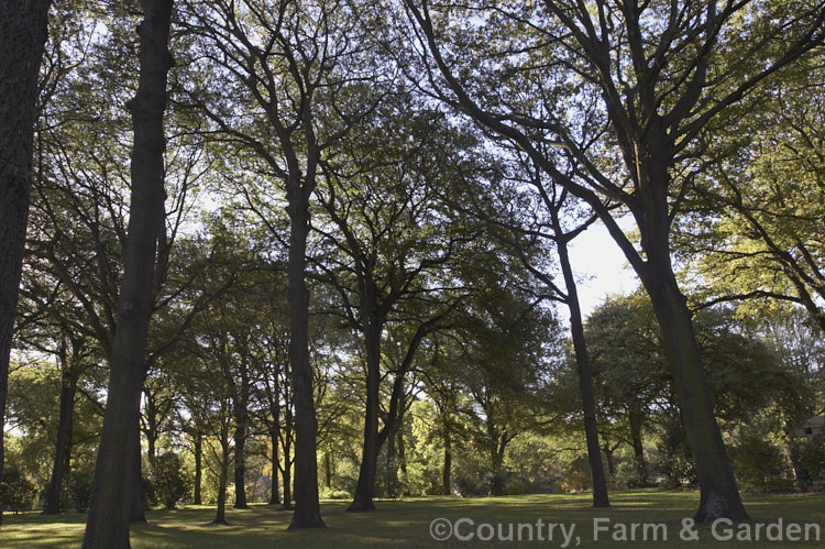 Turkey Oaks (<i>Quercus cerris</i>) in autumn. This deciduous tree, up to 40m tall, is native to central and southern Europe and western Asia