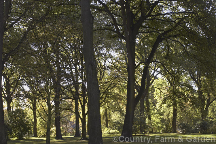 Turkey Oaks (<i>Quercus cerris</i>) in autumn. This deciduous tree, up to 40m tall, is native to central and southern Europe and western Asia
