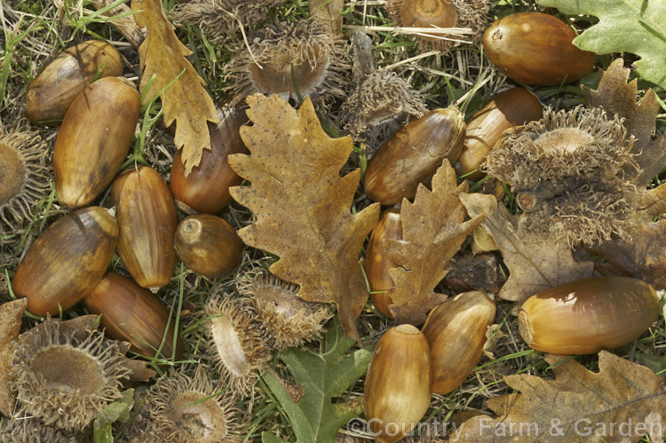 Fallen leaves and acorns of the Turkey Oak (<i>Quercus cerris</i>), a deciduous tree, up to 40m tall, native to central and southern Europe and western Asia