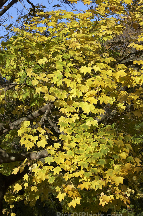 Cappadocian Maple or Caucasian Maple (<i>Acer cappadocicum</i>) in autumn. This 20m deciduous tree with a wide and unusual range extending from the Caucasus to Japan produces many suckers and can develop into thickets. Order: Sapindales, Family: Sapindaceae