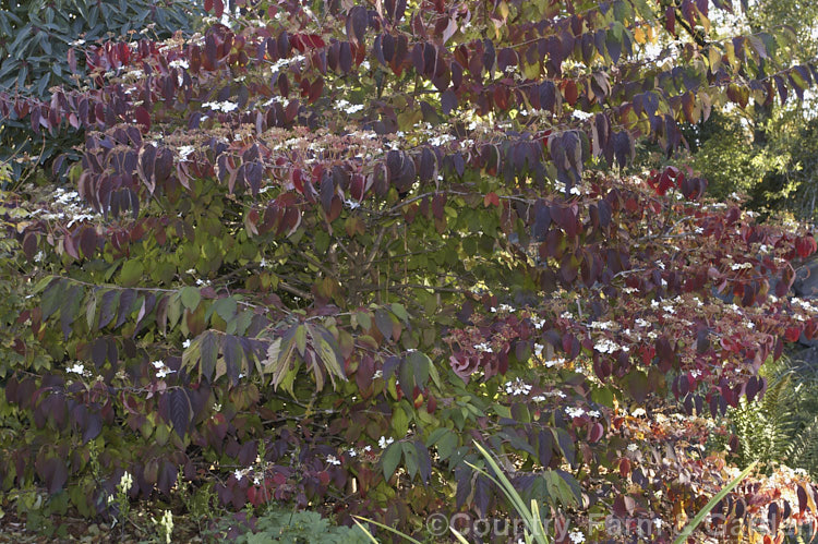 The autumn foliage of Viburnum plicatum 'Mariesii', a form of a common. Chinese and Japanese spring-flowering deciduous shrub in which the branches are strongly horizontal, creating a tiered effect. In addition to its red fruit, this shrub also often produces a few autumn flowers. viburnum-2081htm'>Viburnum.. viburnum-2081htm'>Viburnum. <a href='adoxaceae-plant-family-photoshtml'>Adoxaceae</a>.