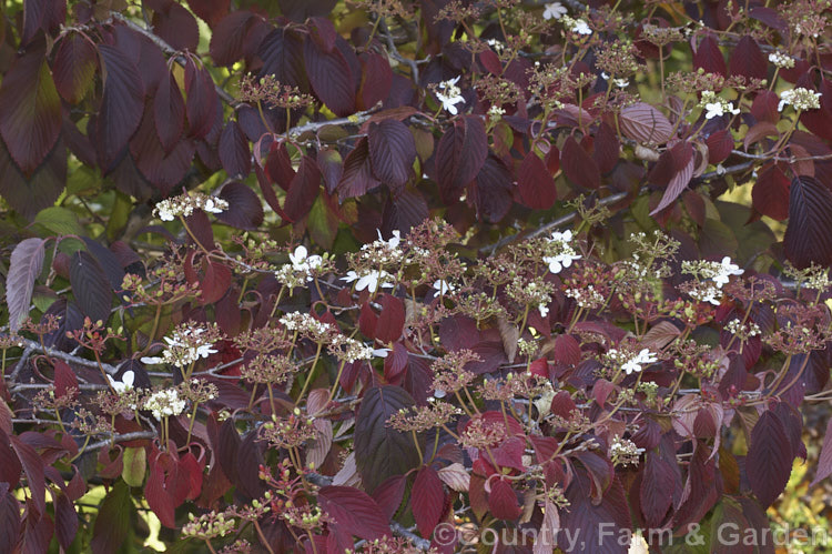 The autumn foliage of Viburnum plicatum 'Mariesii', a form of a common. Chinese and Japanese spring-flowering deciduous shrub in which the branches are strongly horizontal, creating a tiered effect. In addition to its red fruit, this shrub also often produces a few autumn flowers. viburnum-2081htm'>Viburnum.. viburnum-2081htm'>Viburnum. <a href='adoxaceae-plant-family-photoshtml'>Adoxaceae</a>.