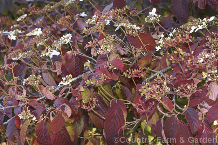 The autumn foliage of Viburnum plicatum 'Mariesii', a form of a common. Chinese and Japanese spring-flowering deciduous shrub in which the branches are strongly horizontal, creating a tiered effect. In addition to its red fruit, this shrub also often produces a few autumn flowers. viburnum-2081htm'>Viburnum.. viburnum-2081htm'>Viburnum. <a href='adoxaceae-plant-family-photoshtml'>Adoxaceae</a>.