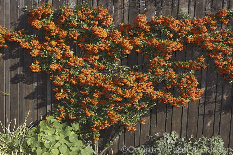 Pyracantha 'Mohave' espaliered against a wooden fence 'Mohave' is a Pyracantha koidzumii x Pyracantha coccinea 'Wyatt' hybrid with a dense, upright growth habit up to 4m high and wide. Its berries are a deep-orange shade and are abundant in good years. It is remarkably resistant to fireblight and its berries often last well into winter