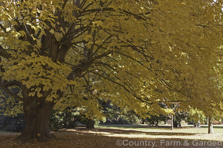 The autumn foliage of the Broad-leaved Lime or Large-leaved Lime (<i>Tilia platyphyllos</i>), a 40m tall deciduous tree found naturally from Europe to southwest Asia. Order: Malvales, Family: Malvaceae