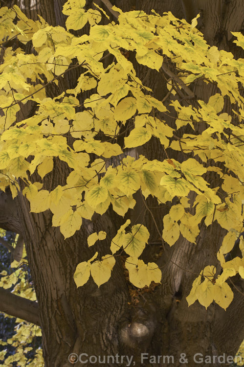 The autumn foliage of the Broad-leaved Lime or Large-leaved Lime (<i>Tilia platyphyllos</i>), a 40m tall deciduous tree found naturally from Europe to southwest Asia. Order: Malvales, Family: Malvaceae