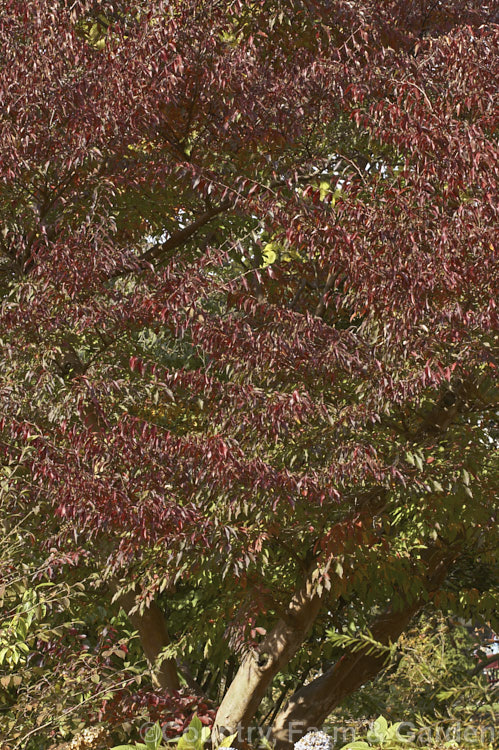 The autumn foliage of the Chinese Stewartia (<i>Stewartia sinensis</i>), a spring- to early summer-flowering, deciduous, Chinese shrub or tree that can grow to 10m. It has attractive flaking bark and its flowers are mildly scented. Order: Ericales, Family: Theaceae