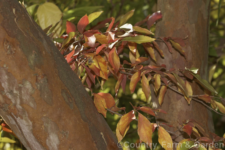 The bark and autumn foliage of the Chinese Stewartia (<i>Stewartia sinensis</i>), a spring- to early summer-flowering, deciduous, Chinese shrub or tree that can grow to 10m. It has attractive flaking bark and its flowers are mildly scented. Order: Ericales, Family: Theaceae
