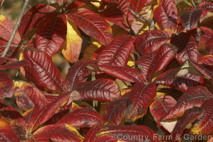 A group of deciduous azaleas