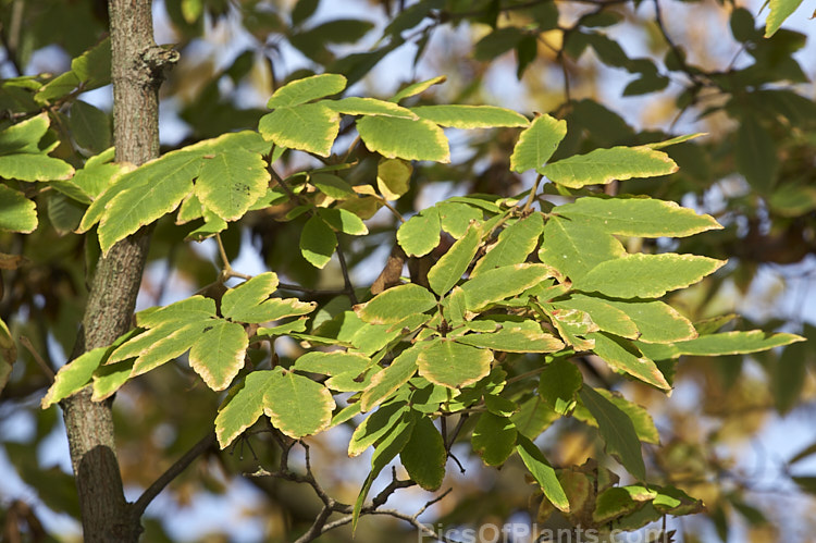 The autumn foliage of the Nikko Maple (<i>Acer maximowiczianum</i> [syn. Acer <i>nikoense</i>]), a 15m tall deciduous tree found from Japan to central China. Its leaves are composed of three large individual leaflets with downy undersides, each up to 10cm long. The foliage can become vivid red in autumn but often develops little colour. Order: Sapindales, Family: Sapindaceae